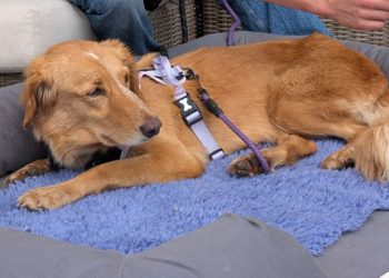 Lost dog returns home after swimming to island in 100-mile trip
